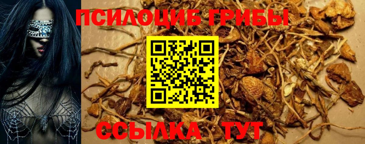 Галлюциногенные грибы Psilocybe Люберцы